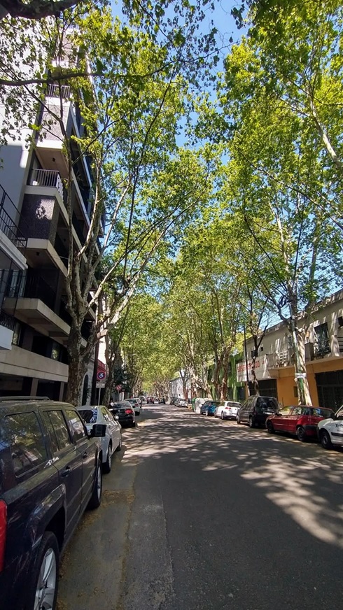Arbolado urbano en San Martín